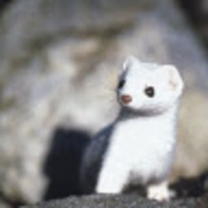 Meet your Posher, Isaac